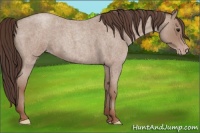 Horse Color:Classic Champagne Roan 