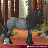 Horse Color:Blue Roan  and Blue Roan 