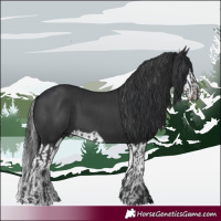 Horse Color:Black and Black Splash