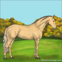Horse Color:Palomino 