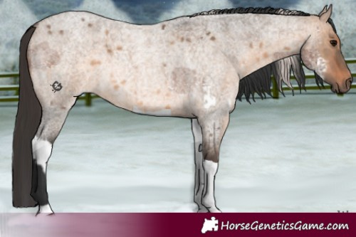 Horse Color:White Spotted Silver Blue Roan and Brown Roan Dun Tobiano