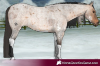Horse Color:White Spotted Silver Blue Roan  and Brown Roan Dun Tobiano 