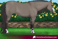 Horse Color:Smoky Grullo 