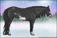 Horse Color:Black  and Black Frame 