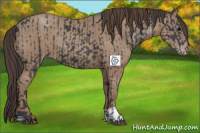 Horse Color:Black  and Classic Champagne 