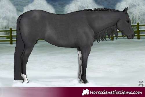 Horse Color:Black  and Blue Roan Tobiano 