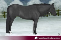 Horse Color:Black  and Blue Roan Tobiano 