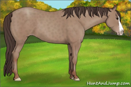Horse Color:Classic Champagne Splash 