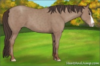 Horse Color:Classic Champagne Splash 