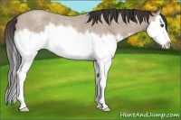 Horse Color:Classic Champagne Roan Splash 