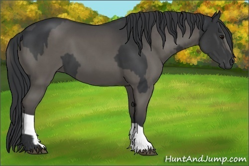 Horse Color:Black  and Black 