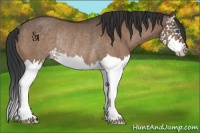 Horse Color:Brown Dun Splash Rabicano 