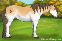Horse Color:White Spotted Buckskin Sabino Appaloosa Rabicano 