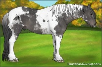 Horse Color:Black Tobiano 