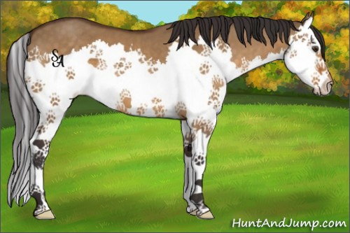 Horse Color:Buckskin Dun Splash 