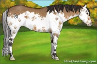 Horse Color:Buckskin Dun Splash 