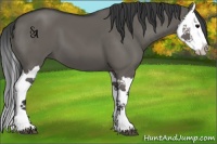 Horse Color:Grullo Splash 