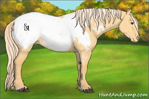 Horse Color:Palomino Dun Sabino Appaloosa