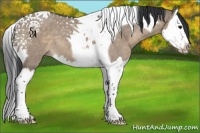 Horse Color:Brown Dun Splash Tobiano 