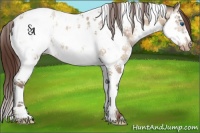 Horse Color:Sable Champagne Dun Sabino Splash Tobiano Frame Appaloosa Rabicano 
