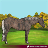 Horse Color:Black  and Silver Black 