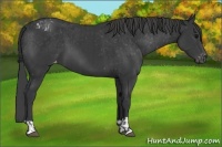 Horse Color:Black  and Black Appaloosa 