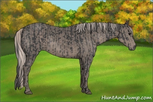 Horse Color:Black  and Silver Black 