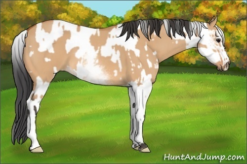 Horse Color:White Spotted Bay Dun Rabicano  and White Spotted Bay Dun Rabicano 