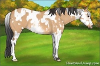 Horse Color:White Spotted Bay Dun Rabicano and White Spotted Bay Dun Rabicano