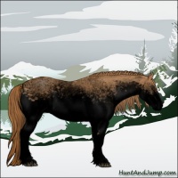 Horse Color:Void White Spotted Chestnut 