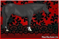 Horse Color:Black and Black
