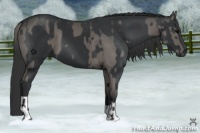 Horse Color:Grullo  and Black 