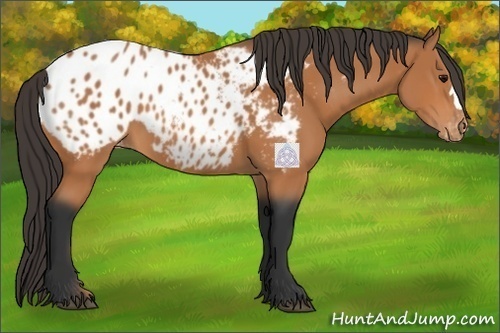 Horse Color:Bay Appaloosa