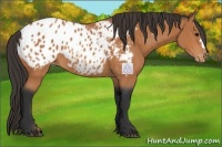 Horse Color:Bay Appaloosa 