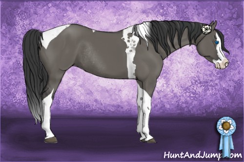 Horse Color:Grullo Splash Tobiano Rabicano 