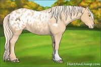 Horse Color:Gold Champagne Appaloosa