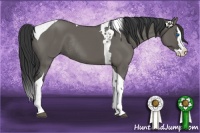 Horse Color:Grullo Splash Tobiano Rabicano
