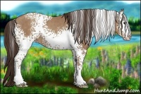 Horse Color:White Spotted Classic Champagne