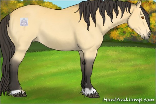 Horse Color:Buckskin