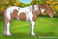 Horse Color:Chestnut Tobiano Appaloosa
