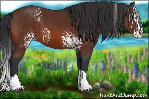 Horse Color:White Spotted Bay Splash