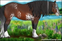 Horse Color:White Spotted Bay Splash 