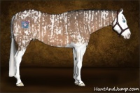 Horse Color:Chocolate Palomino Pearl Dun Near Leopard  and Brown Dun Splash 