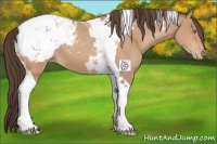 Horse Color:Amber Champagne Tobiano Appaloosa 