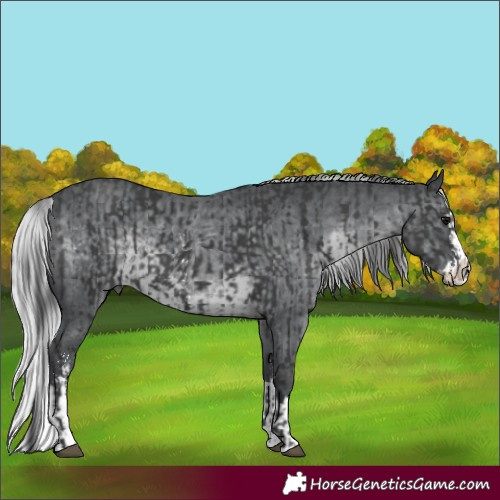 Horse Color:Black  and Silver Black Chinchilla Sabino Splash 