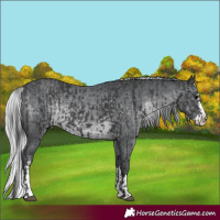 Horse Color:Black  and Silver Black Chinchilla Sabino Splash 