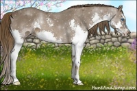 Horse Color:Liver Chestnut Sabino Splash 