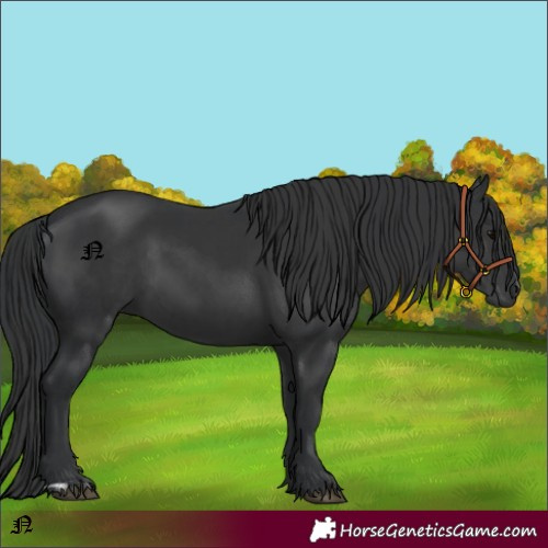 Horse Color:Black and Black