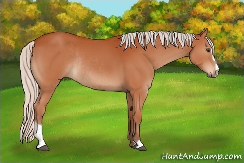Horse Color:Silver Bay Sabino Rabicano 