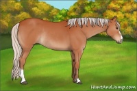 Horse Color:Silver Bay Sabino Rabicano 